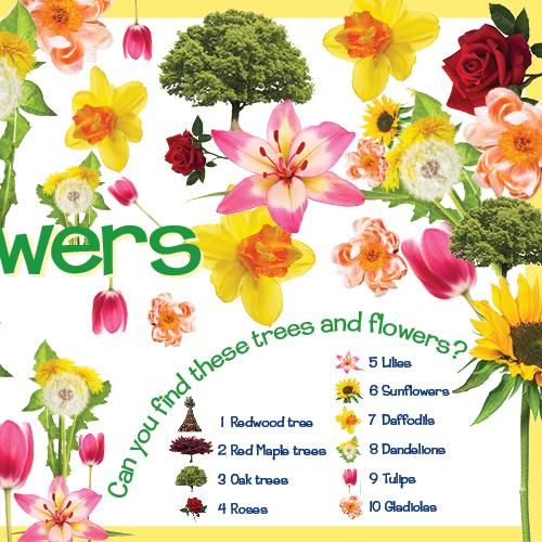 Can You Find It? Hashem's Amazing World A search-and-find Board Book 10"x 10" Ages 3-8