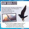 And the Winner Is...Who Is the Fastest Bird in the Sky? By Meish Goldish grade 3