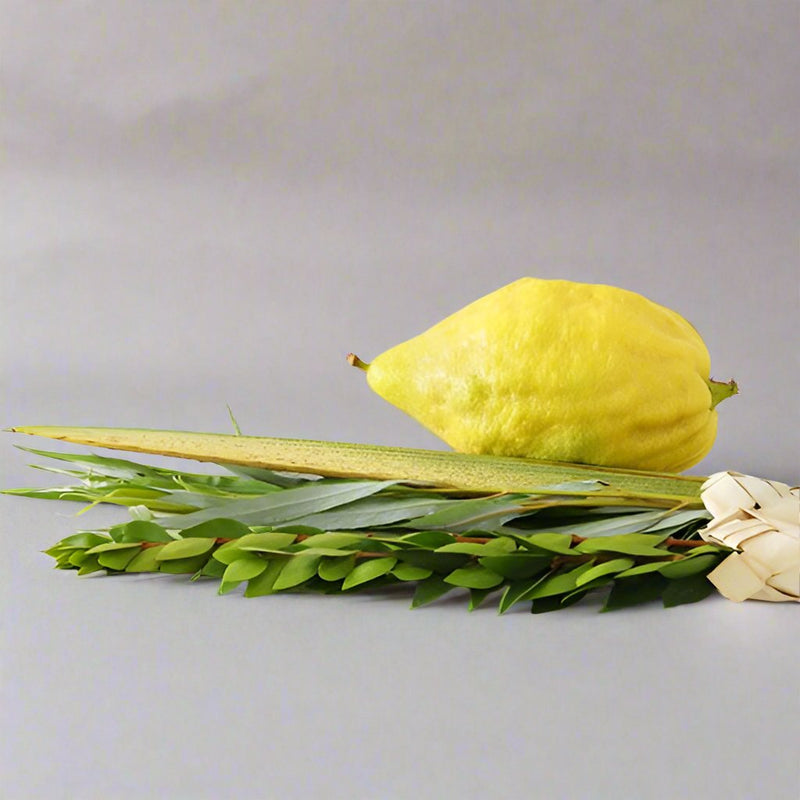 Arba Minim Lulav & Etrog Set Different Kosher Grades Available Important Notes in Description