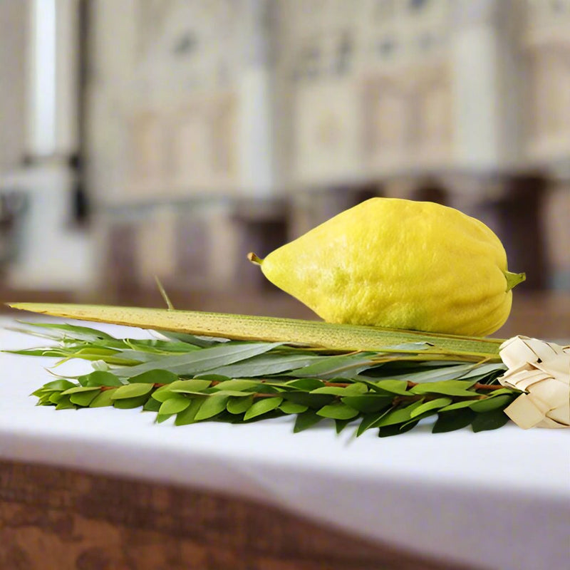 Arba Minim Lulav & Etrog Set Different Kosher Grades Available Important Notes in Description