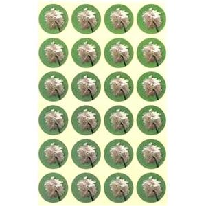 Shkedia - Almond Tree Jewish Tu B'Shvat Stickers Set of 240 Great for a Classroom