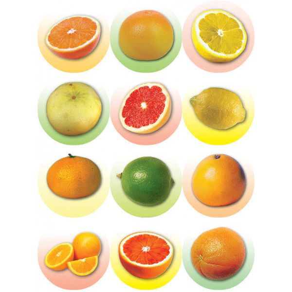 CITRUS FRUIT LARGE Jewish Educational STICKERS