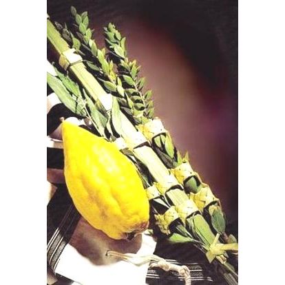 $110 Esrog / Etrog and Lulav Set Mechudar Excellent quality