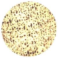 Large Round Matzah 5 Inches - Cardboard Set of 20 - JUD189