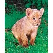 Jinja's Israeli Safari A Children's Video 40 minutes DVD