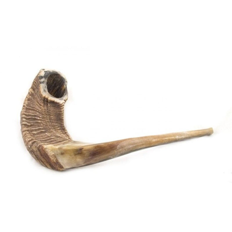 Rare Extra Large Natural Rams Horn Shofar 25"