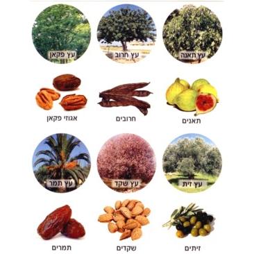 Trees & Fruit Jewish Photo Stickers Set of 120