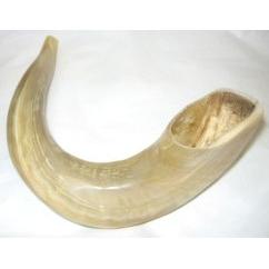 Rosh Hashanah Shofar High Quality Excellent Sound 12" inches long