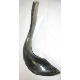Rosh Hashanah Shofar 12" inch long