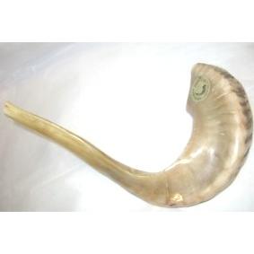 Rosh Hashanah Shofar 13" inch long