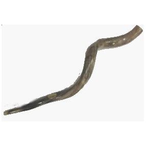 Rosh Hashanah Yemenite Shofar 32-35"