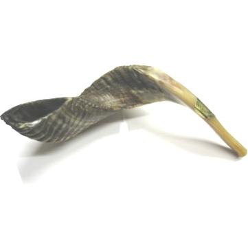 Rosh Hashanah Higher Quality Shofar - Excellent Sound