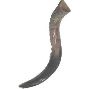 Rosh Hashanah Yemenite Shofar 17-18" long