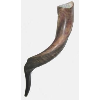 Rosh Hashanah Yemenite Shofar 17-18" long Made in Israel