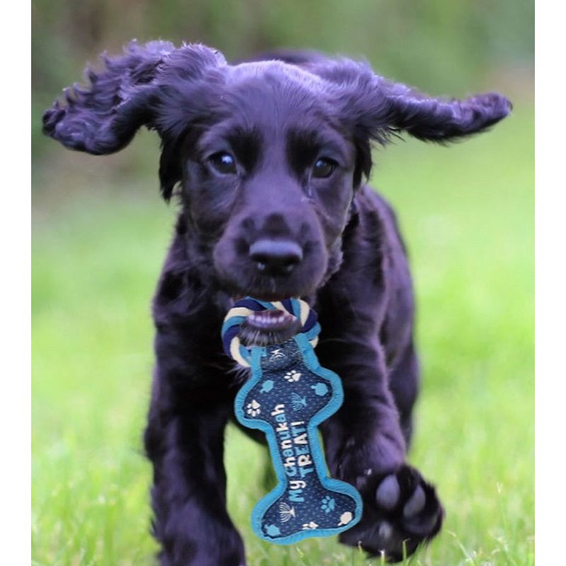 Chewdaica Chanukah Bone Squeaky Dog Toy