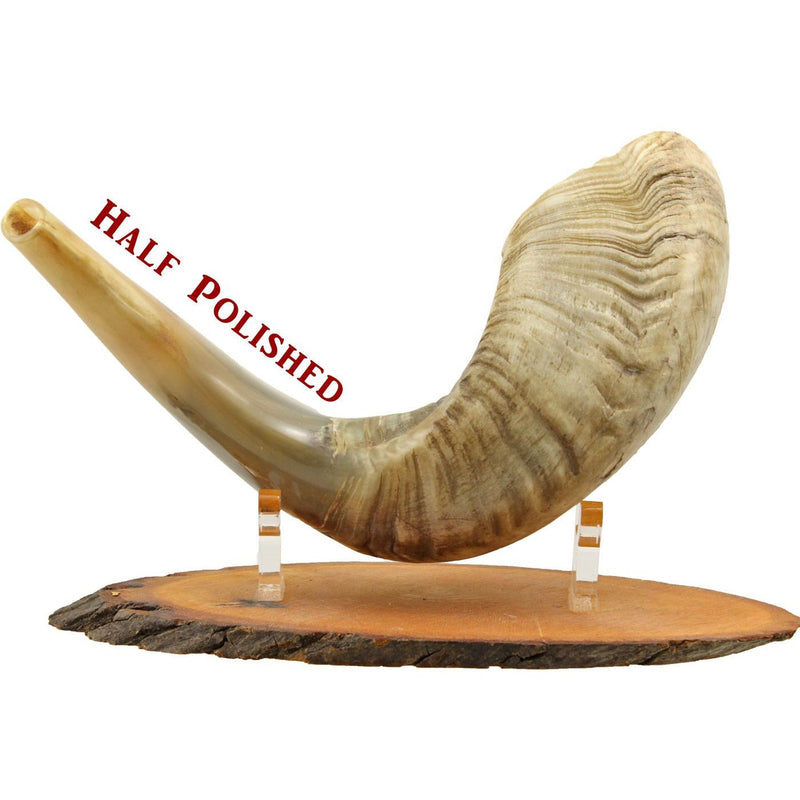 Rare Extra Large Natural Rams Horn Shofar 25"
