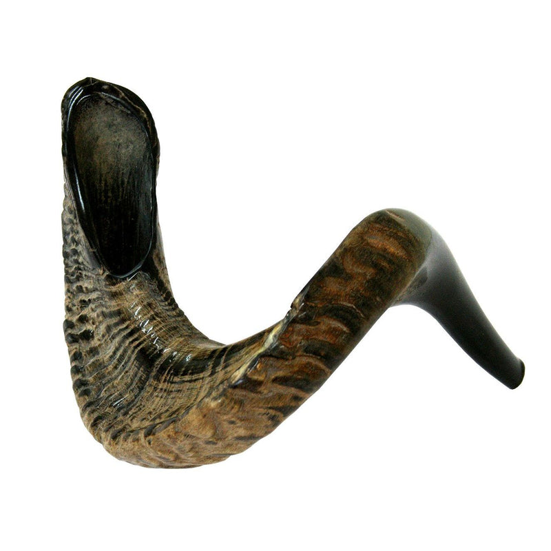 Rare Extra Large Natural Rams Horn Shofar 25"