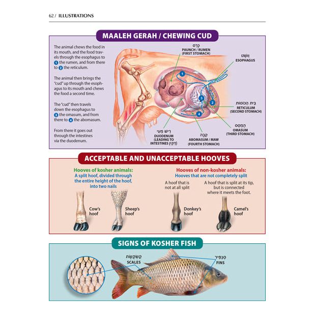 The Book of Torah Timelines, Charts and Maps